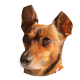Cachorrinha que recebe tratamento de Reiki.