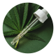 Folha de cannabidiol com pipeta conta-gotas em cima dela.